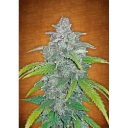 Blue Dream Matic de Fastbuds Seeds
