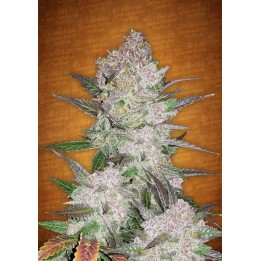 Cream Cookies Auto de Fastbuds Seeds