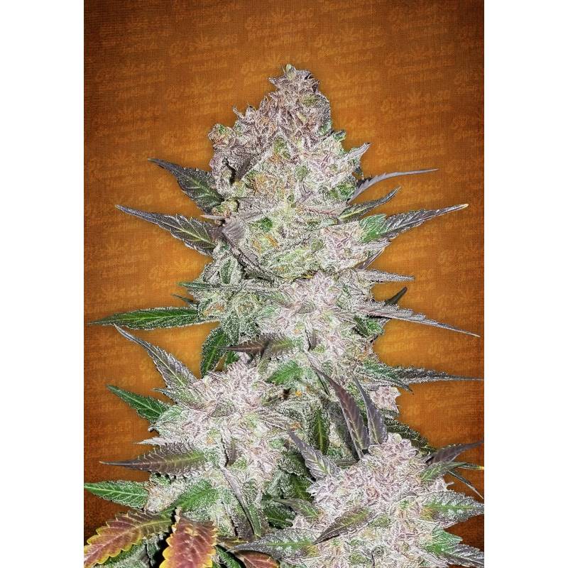 Cream Cookies Auto de Fastbuds Seeds