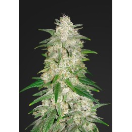 Gelato Auto de Fastbuds Seeds