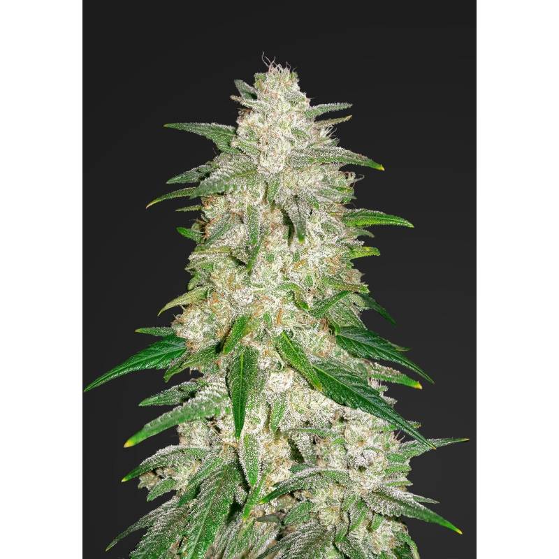 Gelato Auto de Fastbuds Seeds