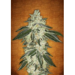 Green Crack de Fastbuds Seeds