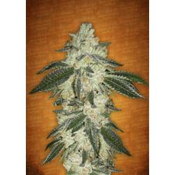 Green Crack de Fastbuds Seeds