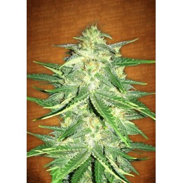 Lemon Ak Auto de Fastbuds Seeds
