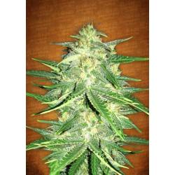 Lemon Ak Auto de Fastbuds Seeds