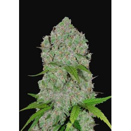 Orange Sherbet Auto de Fastbuds Seeds