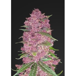Purple Lemonade de Fastbuds Seeds