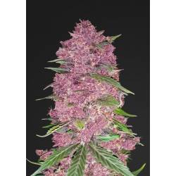 Purple Lemonade de Fastbuds Seeds