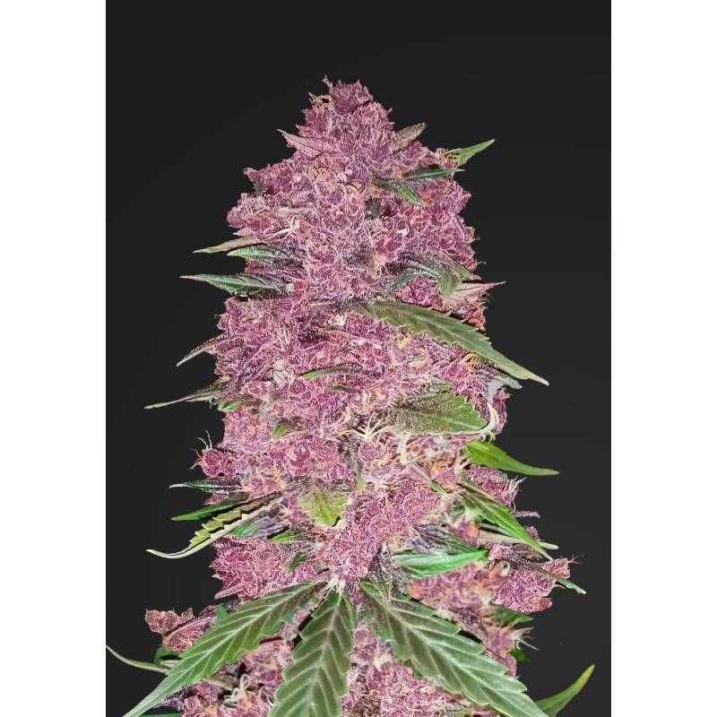 Purple Lemonade de Fastbuds Seeds