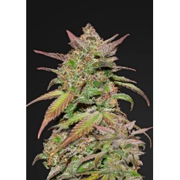 Smoothie Auto de Fastbuds Seeds