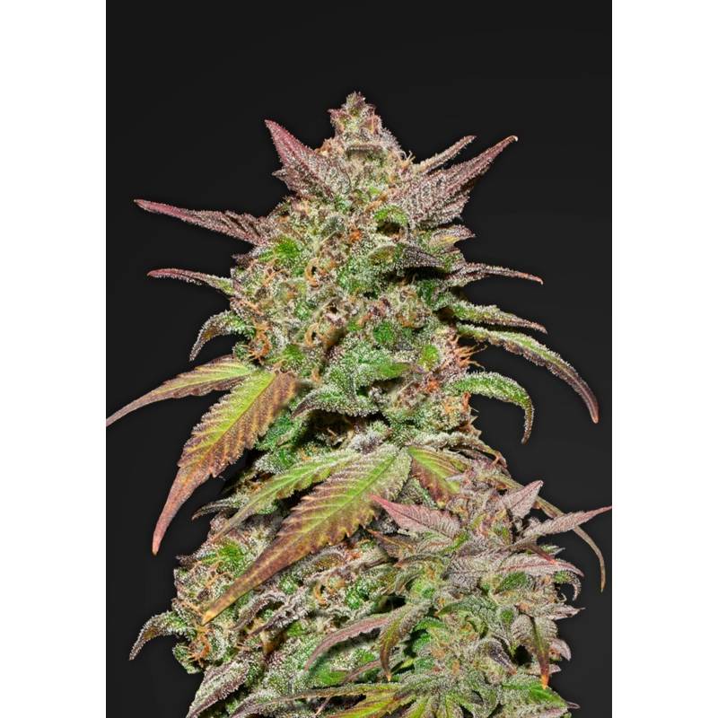 Smoothie Auto de Fastbuds Seeds