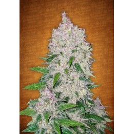 Stardawg de Fastbuds Seeds
