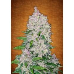 Stardawg de Fastbuds Seeds