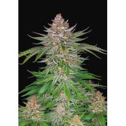 Strawberry Pie Auto de Fastbuds Seeds