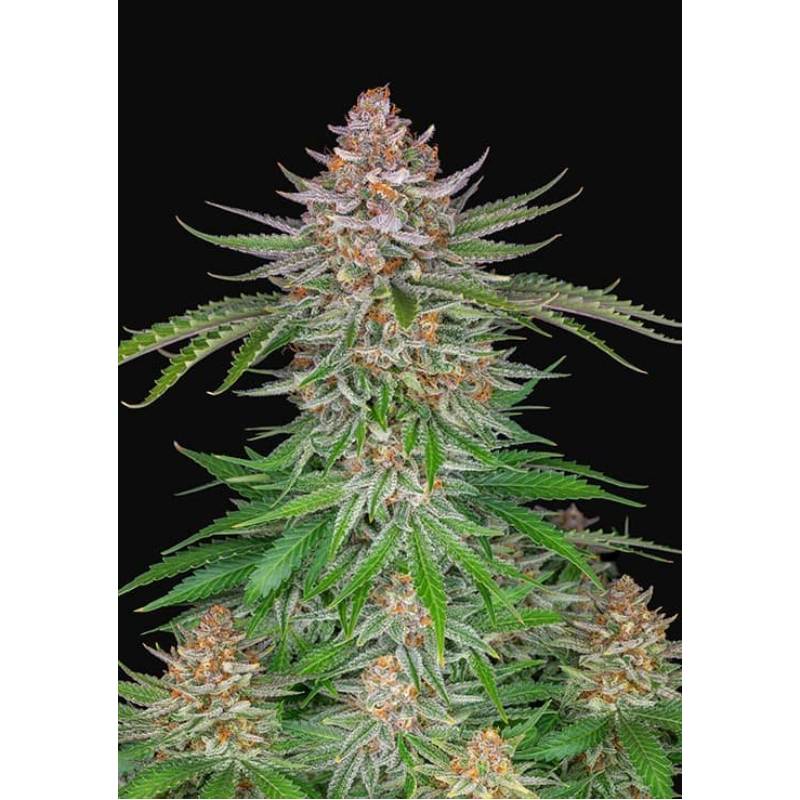 Strawberry Pie Auto de Fastbuds Seeds