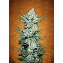 Tangie Matic de Fastbuds Seeds