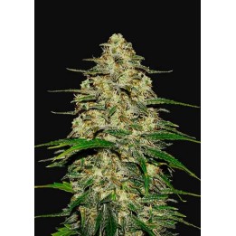 Wedding Cheesecake Auto de Fastbuds Seeds