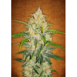 Zkittlez Auto de Fastbuds Seeds