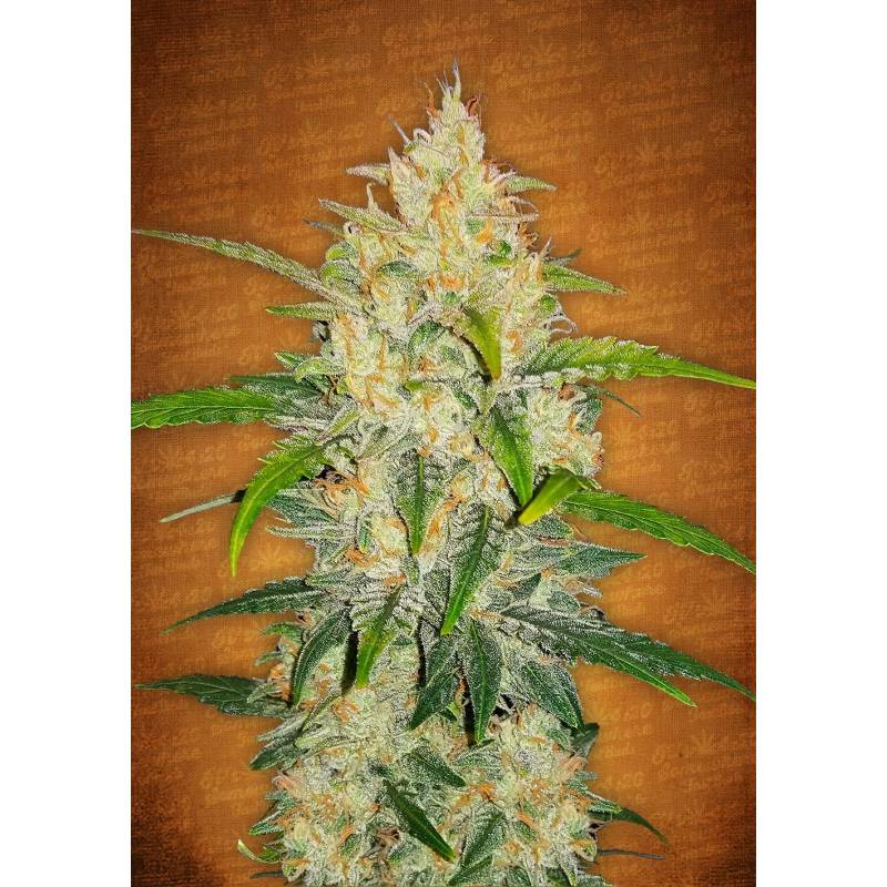 Zkittlez Auto de Fastbuds Seeds