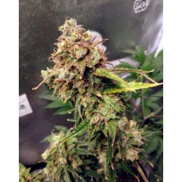Auto NL de Female Seeds