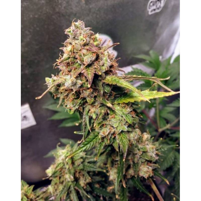 Auto NL de Female Seeds