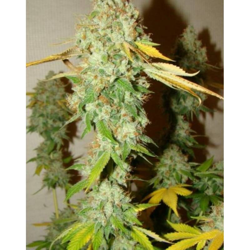 Chem Og de Female Seeds