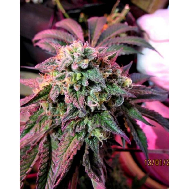 Cherry Pie de Female Seeds