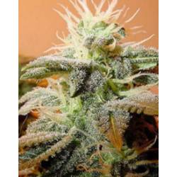 Indoor Mix de Female Seeds