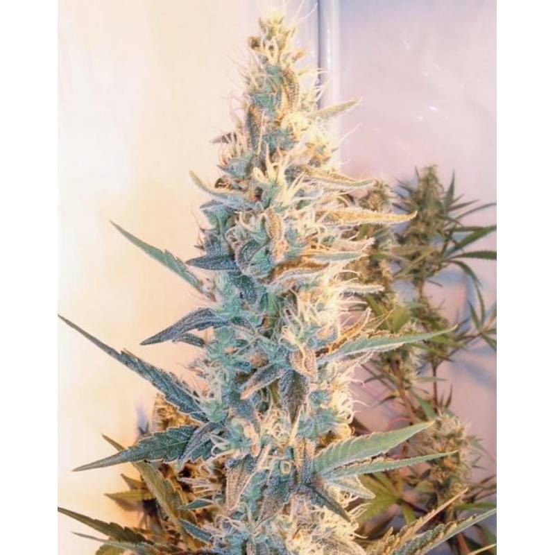 Outdoor Grapefruit de Female Seeds