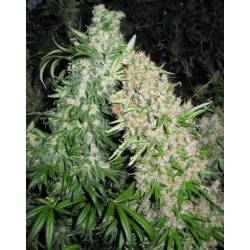 Skunk Special de Female Seeds