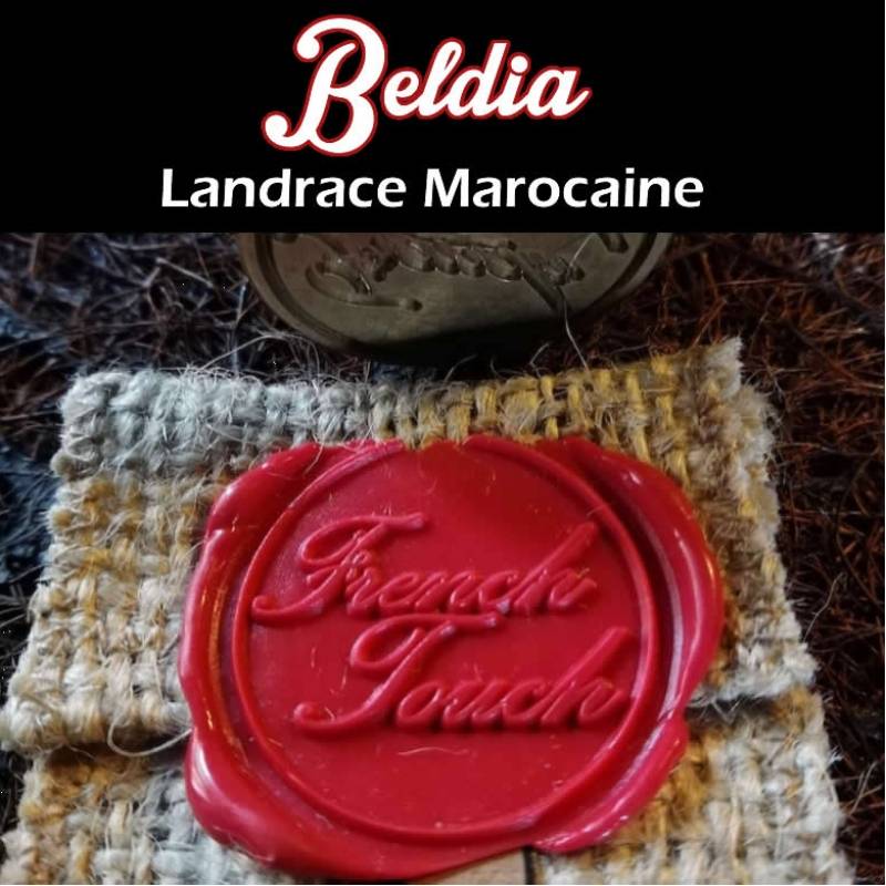 Beldia Regular de French Touch Seeds