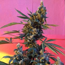 Deedee Regular de French Touch Seeds