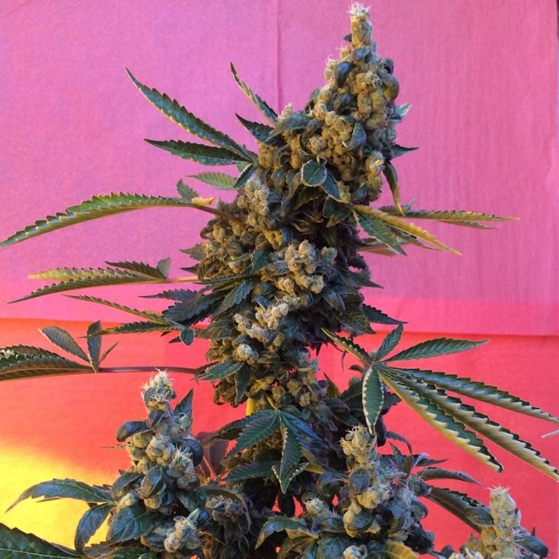 Deedee Regular de French Touch Seeds