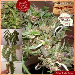 Mangui Carot Regular de French Touch Seeds