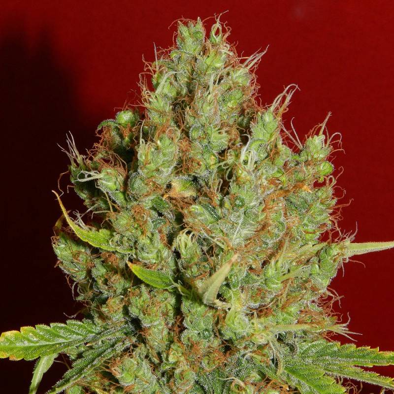 Renaissance Feminizada de French Touch Seeds