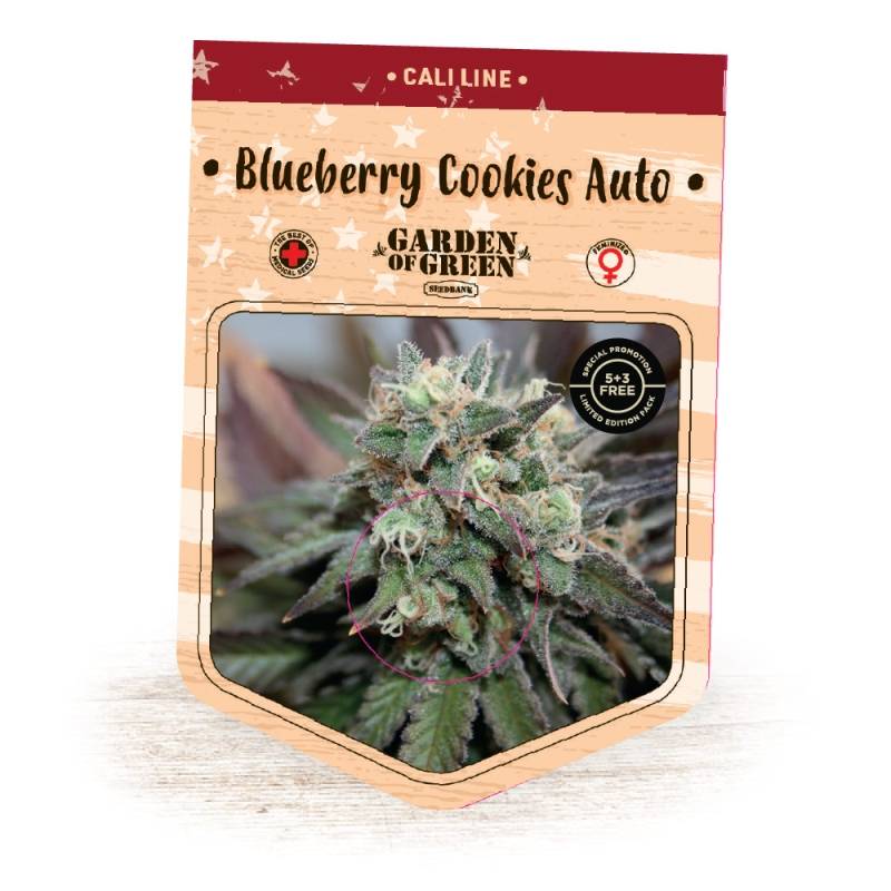 Blueberry Cookies Auto de Garden of Green