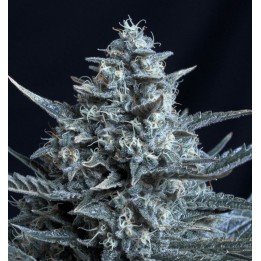Blubonik de Genehtik Seeds