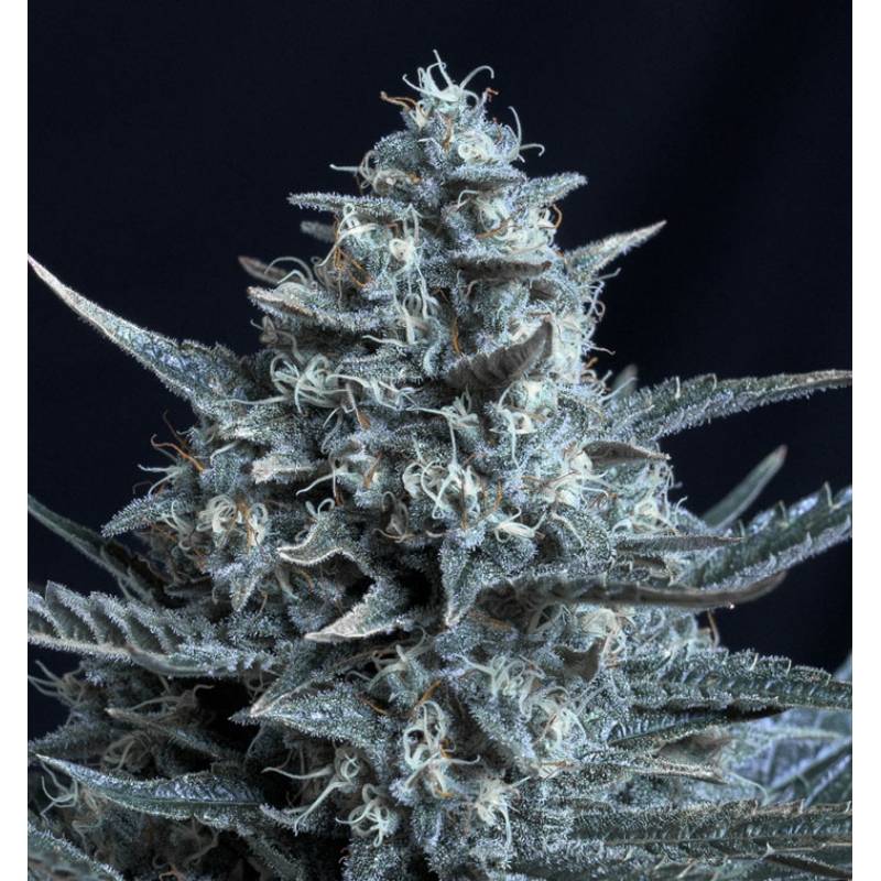 Blubonik de Genehtik Seeds