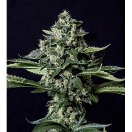 Gorila Bilbo de Genehtik Seeds