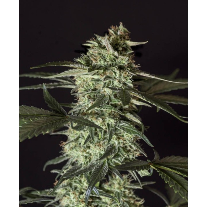 Medizinal Cbd de Genehtik Seeds