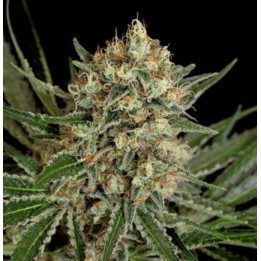 Txerri Bilbo Haze de Genehtik Seeds