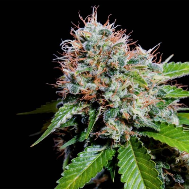 Zuri Widow de Genehtik Seeds