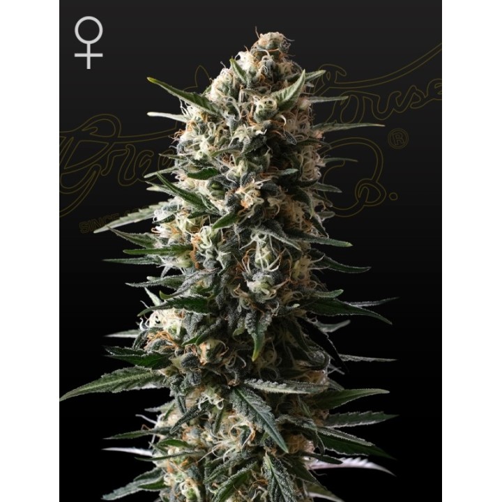 Bubba Slush de Green House