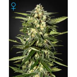 Jack Herer Auto de Green House