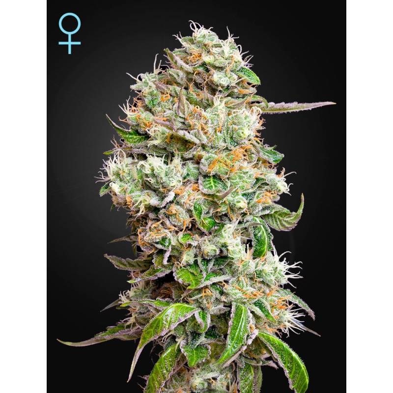 King's Kush Auto Cbd de Green House