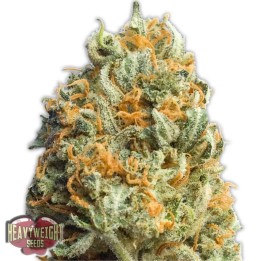 Fully Loaded Auto de Heavyweight Seeds