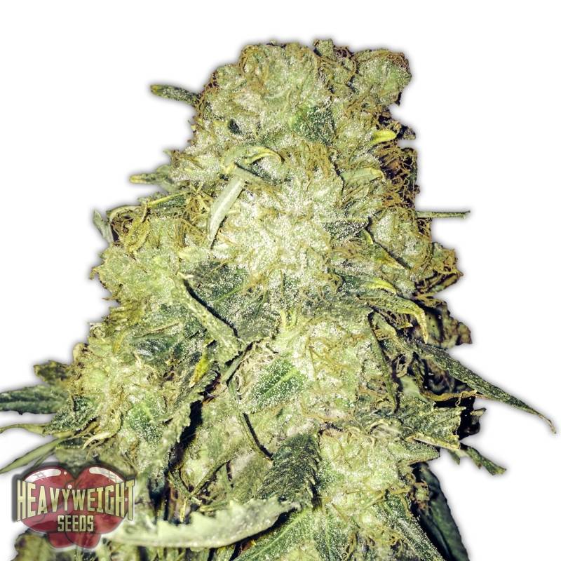 Gold Mine de Heavyweight Seeds