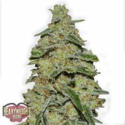 Lemon Cake de Heavyweight Seeds