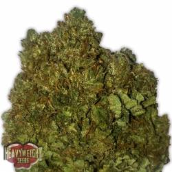 Money Bush de Heavyweight Seeds