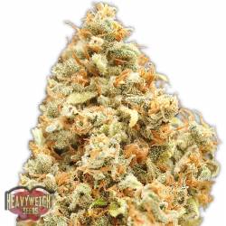 Monster Profit de Heavyweight Seeds